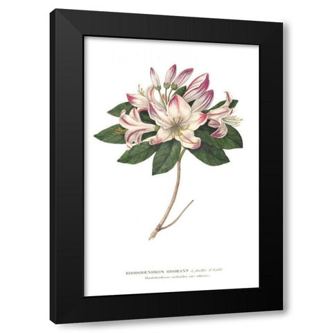 Rhododendron Bright Black Modern Wood Framed Art Print by Wild Apple Portfolio