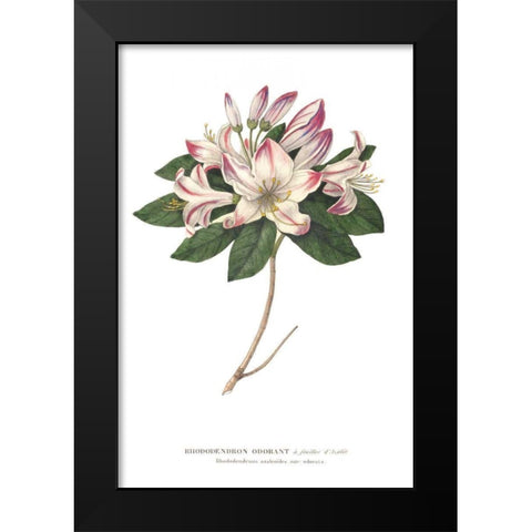 Rhododendron Bright Black Modern Wood Framed Art Print by Wild Apple Portfolio