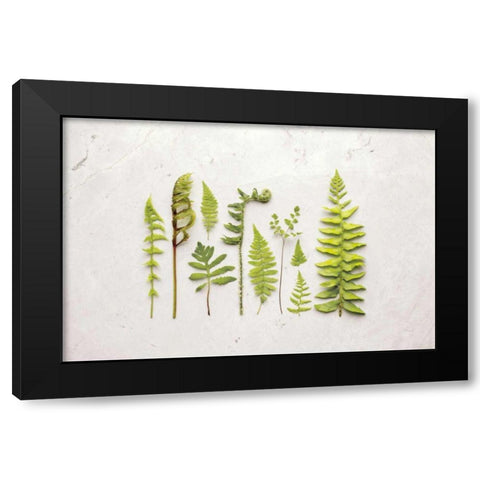 Flat Lay Ferns I Black Modern Wood Framed Art Print by Bradley, Felicity
