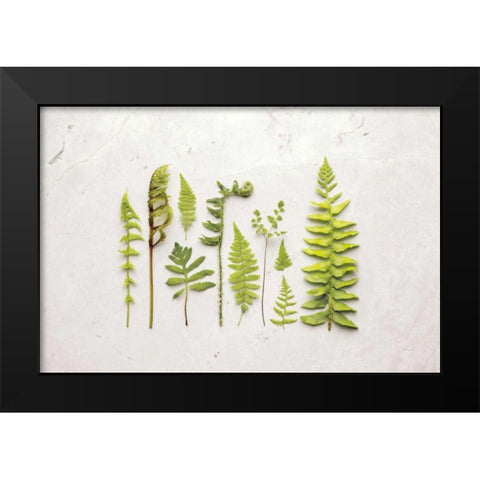 Flat Lay Ferns I Black Modern Wood Framed Art Print by Bradley, Felicity