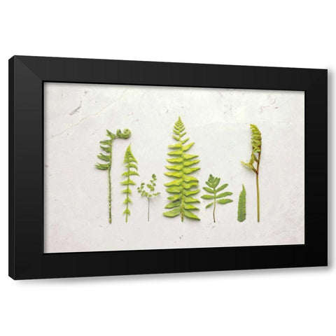 Flat Lay Ferns II Black Modern Wood Framed Art Print by Bradley, Felicity