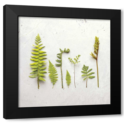 Flat Lay Ferns III Black Modern Wood Framed Art Print with Double Matting by Bradley, Felicity