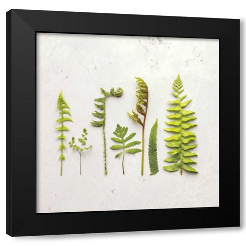 Flat Lay Ferns IV Black Modern Wood Framed Art Print with Double Matting by Bradley, Felicity