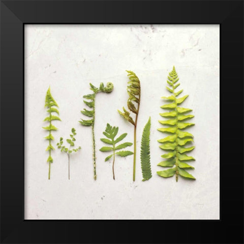 Flat Lay Ferns IV Black Modern Wood Framed Art Print by Bradley, Felicity