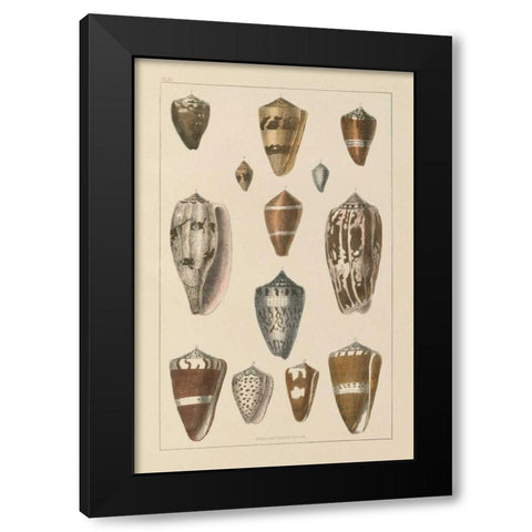 Shell Assorment I Black Modern Wood Framed Art Print with Double Matting by Wild Apple Portfolio