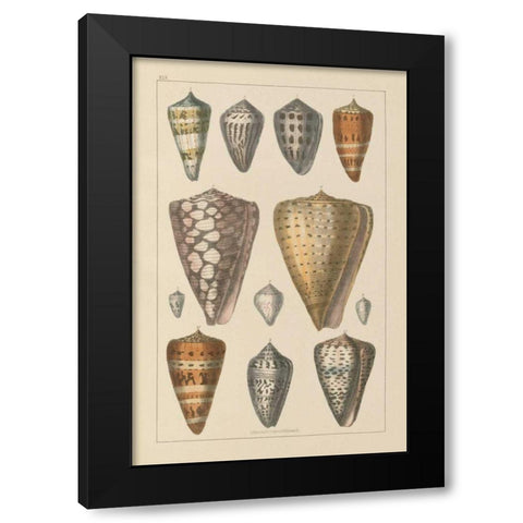 Shell Assorment II Black Modern Wood Framed Art Print by Wild Apple Portfolio