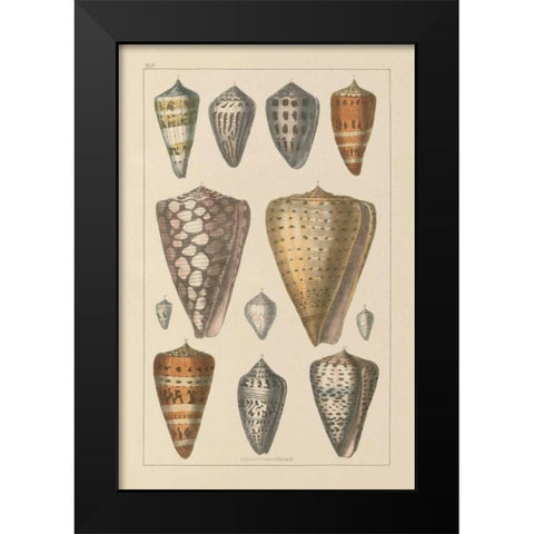 Shell Assorment II Black Modern Wood Framed Art Print by Wild Apple Portfolio