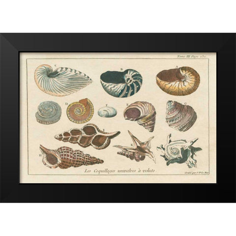 Shell Etchings I Black Modern Wood Framed Art Print by Wild Apple Portfolio