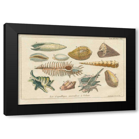 Shell Etchings II Black Modern Wood Framed Art Print with Double Matting by Wild Apple Portfolio