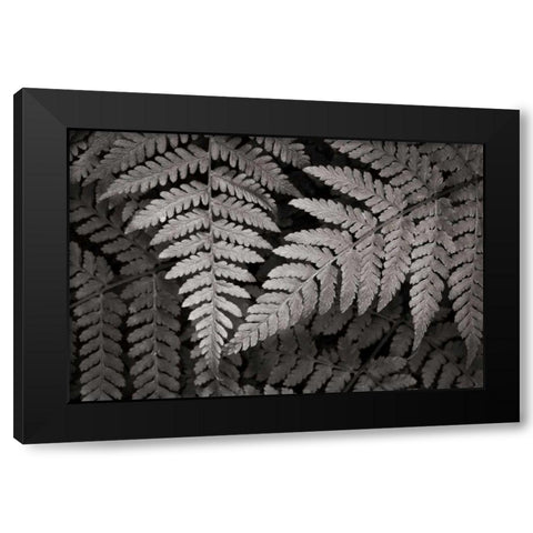 Lady Fern II Black Modern Wood Framed Art Print by Audit, Lisa