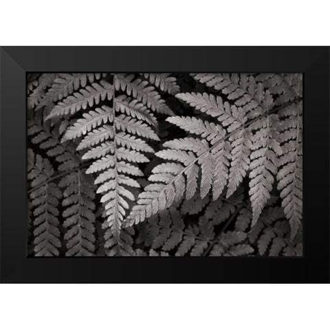 Lady Fern II Black Modern Wood Framed Art Print by Audit, Lisa