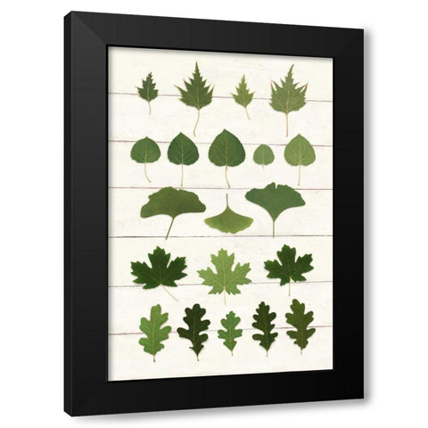 Leaf Chart I Shiplap Black Modern Wood Framed Art Print with Double Matting by Wild Apple Portfolio