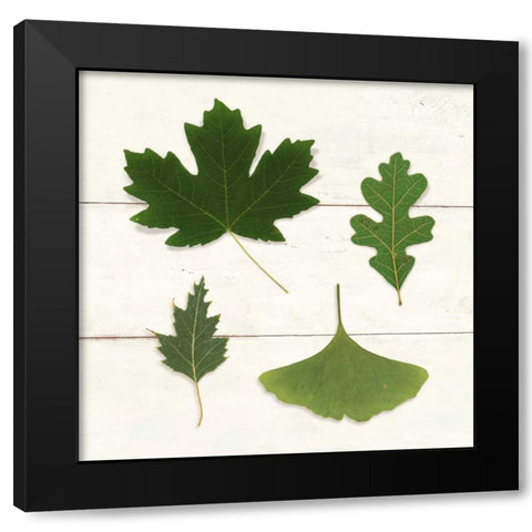 Leaf Chart II Shiplap Black Modern Wood Framed Art Print with Double Matting by Wild Apple Portfolio