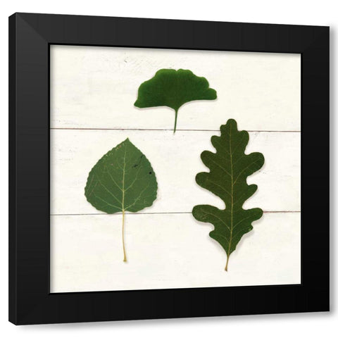 Leaf Chart III Shiplap Black Modern Wood Framed Art Print by Wild Apple Portfolio