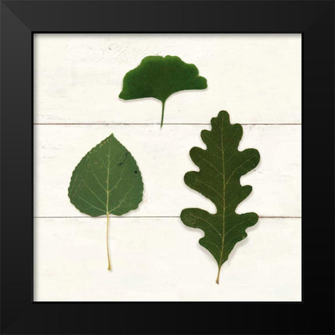 Leaf Chart III Shiplap Black Modern Wood Framed Art Print by Wild Apple Portfolio