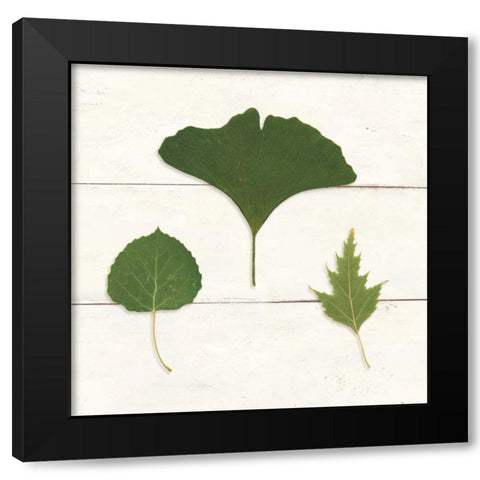 Leaf Chart IV Shiplap Black Modern Wood Framed Art Print with Double Matting by Wild Apple Portfolio