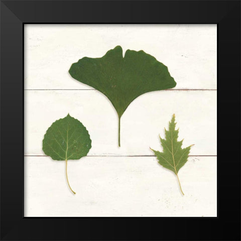 Leaf Chart IV Shiplap Black Modern Wood Framed Art Print by Wild Apple Portfolio