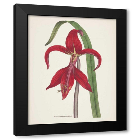 Antique Botanical XIV Cream Black Modern Wood Framed Art Print by Wild Apple Portfolio