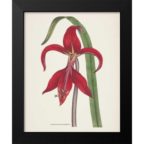 Antique Botanical XIV Cream Black Modern Wood Framed Art Print by Wild Apple Portfolio