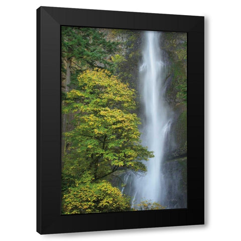 Multnomah Falls color Black Modern Wood Framed Art Print by Majchrowicz, Alan