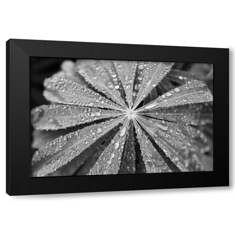 Raindrops on Lupine Black Modern Wood Framed Art Print by Marshall, Laura
