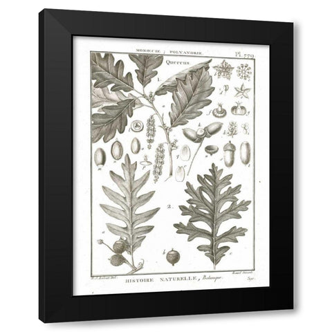 Histoire Naturelle Botanique I Light Black Modern Wood Framed Art Print with Double Matting by Wild Apple Portfolio