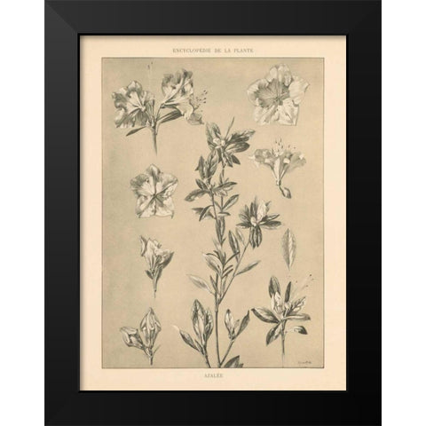 Lithograph Florals I Black Modern Wood Framed Art Print by Wild Apple Portfolio