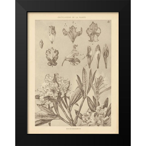 Lithograph Florals IV Black Modern Wood Framed Art Print by Wild Apple Portfolio