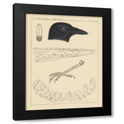 Bird Prints I Black Modern Wood Framed Art Print by Wild Apple Portfolio