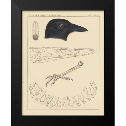 Bird Prints I Black Modern Wood Framed Art Print by Wild Apple Portfolio