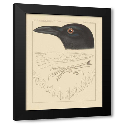 Bird Prints II Black Modern Wood Framed Art Print by Wild Apple Portfolio