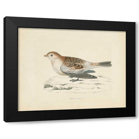 Snow Bunting Print Black Modern Wood Framed Art Print with Double Matting by Wild Apple Portfolio