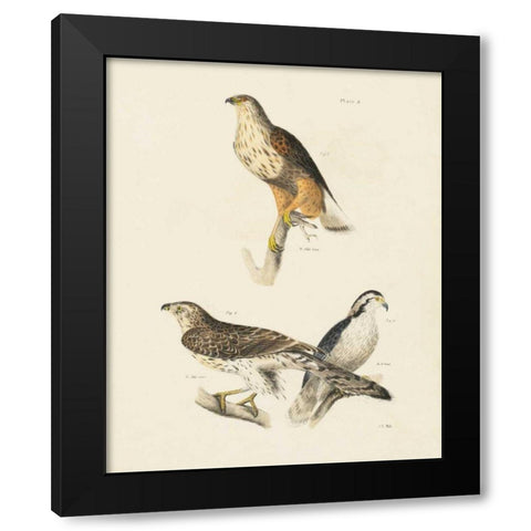 Birds of Prey II Black Modern Wood Framed Art Print with Double Matting by Wild Apple Portfolio