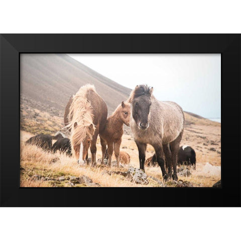 Horses of Hofn I Black Modern Wood Framed Art Print by Marshall, Laura