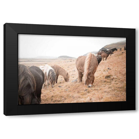 Horses of Hofn II Black Modern Wood Framed Art Print with Double Matting by Marshall, Laura