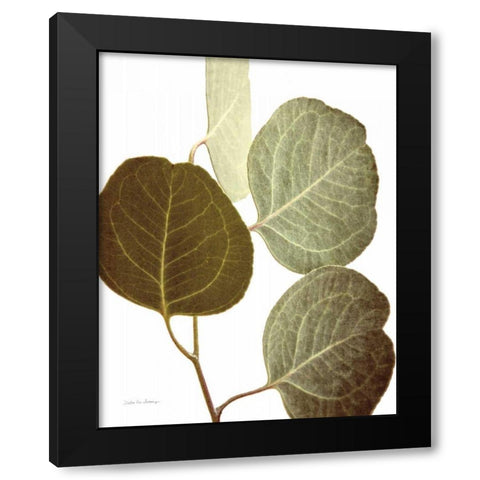 Eucalyptus Color on White Black Modern Wood Framed Art Print by Van Swearingen, Debra