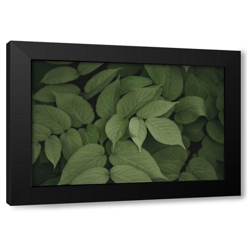 Leafy I Black Modern Wood Framed Art Print by Urquhart, Elizabeth