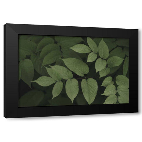 Leafy II Black Modern Wood Framed Art Print by Urquhart, Elizabeth