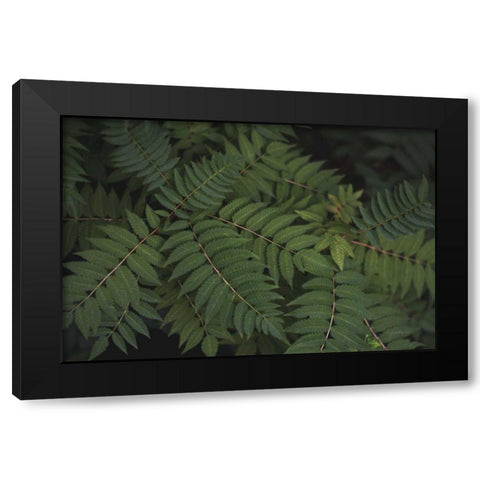 Leafy VI Black Modern Wood Framed Art Print by Urquhart, Elizabeth