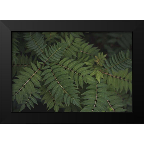Leafy VI Black Modern Wood Framed Art Print by Urquhart, Elizabeth