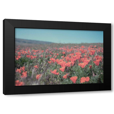 California Blooms I Black Modern Wood Framed Art Print with Double Matting by Urquhart, Elizabeth