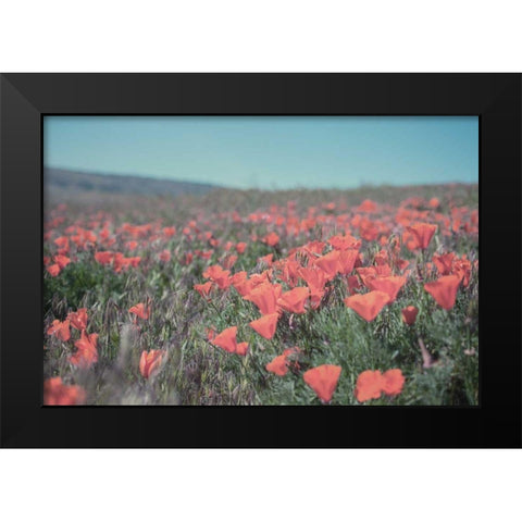 California Blooms I Black Modern Wood Framed Art Print by Urquhart, Elizabeth