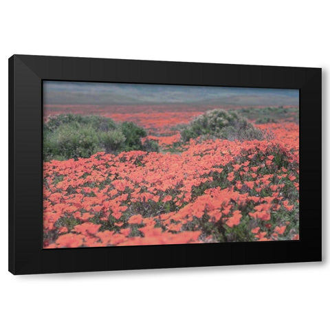 California Blooms II Black Modern Wood Framed Art Print with Double Matting by Urquhart, Elizabeth