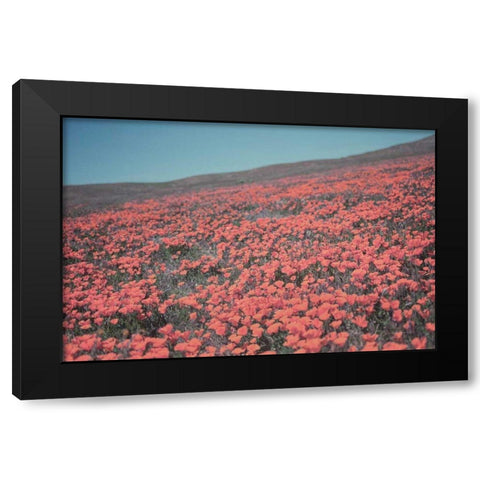 California Blooms III Black Modern Wood Framed Art Print by Urquhart, Elizabeth