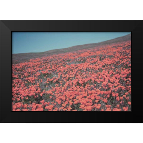 California Blooms III Black Modern Wood Framed Art Print by Urquhart, Elizabeth
