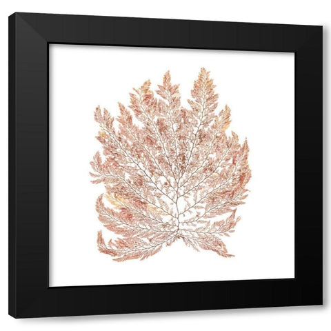 Pacific Sea Mosses I White Sq Black Modern Wood Framed Art Print with Double Matting by Wild Apple Portfolio