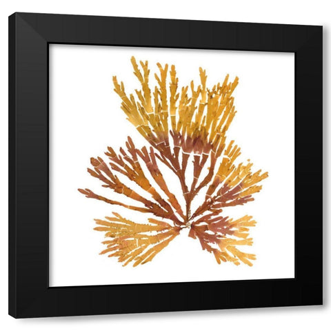 Pacific Sea Mosses XIX White Sq Black Modern Wood Framed Art Print with Double Matting by Wild Apple Portfolio