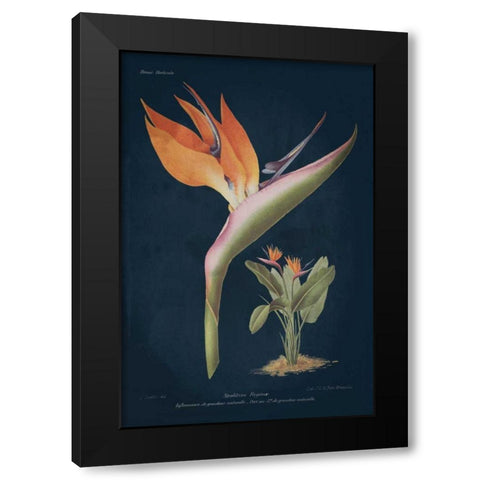 Stelitzia Reginoe Dark Blue Black Modern Wood Framed Art Print with Double Matting by Wild Apple Portfolio