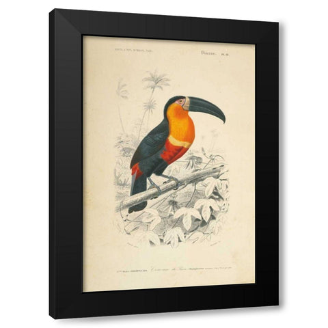 Toucan du Para Black Modern Wood Framed Art Print by Wild Apple Portfolio