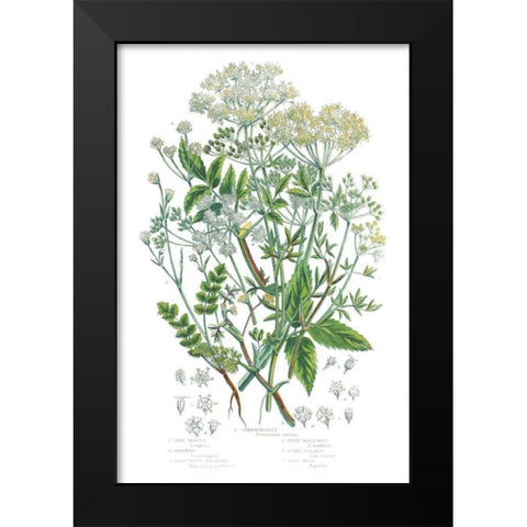 Flowering Plants I Black Modern Wood Framed Art Print by Wild Apple Portfolio